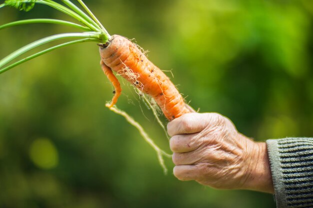 Les mains de l'agriculteur récoltent la récolte de carottes dans le jardin Travail de plantation Récolte d'automne et concept d'aliments biologiques sains en gros plan avec mise au point sélective