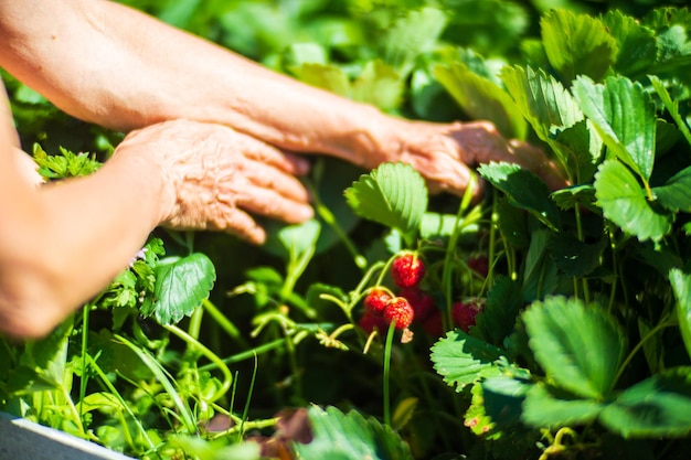 Photo les mains de l'agriculteur récoltent la récolte de cassis dans le jardin travaux de plantation récolte d'automne et concept d'aliments biologiques sains en gros plan avec mise au point sélective