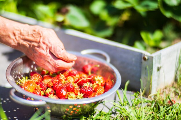 Les mains de l'agriculteur récoltent la récolte de raisins secs dans le jardin Travail de plantation Récolte d'automne et concept d'aliments biologiques sains de près avec un objectif sélectif