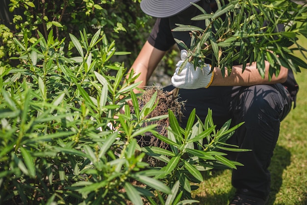 Les mains de l'agriculteur tirent l'herbe avec les racines et le sol du sol Arracher les mauvaises herbes