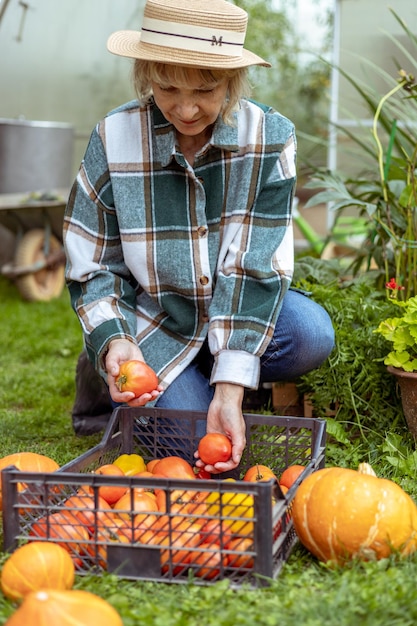 les mains d'un agriculteur avec des tomates dans une boîte