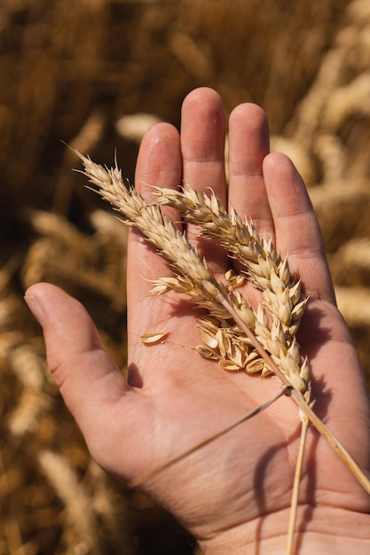 Les mains de l'agriculteur touchent le jeune blé Les mains de l'agriculteur se rapprochent Le concept de la plantation et de la récolte d'une riche récolte Paysage rural