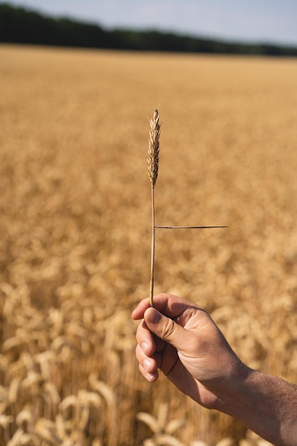 Les mains de l'agriculteur touchent le jeune blé Les mains de l'agriculteur se rapprochent Le concept de la plantation et de la récolte d'une riche récolte Paysage rural