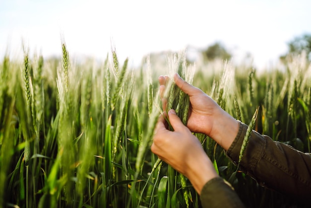 Mains de l'agriculteur vérifiant la qualité des épis de jeune blé vert Maturation des épis du champ de blé