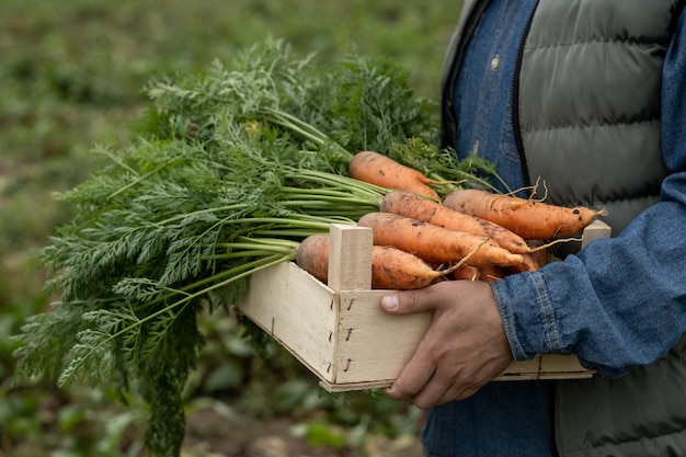 Mains d'agriculteur en vêtements de travail tenant une boîte en bois avec des carottes