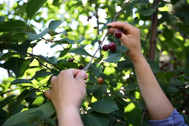 Mains d'agriculteurs cueillant des cerises mûres d'un arbre dans un verger de cerisiers Libre Agriculture écologique Agroalimentaire Horticulture