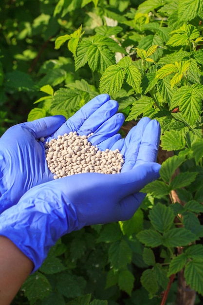 Les Mains Des Agriculteurs Dans Des Gants En Caoutchouc Bleus Contiennent De L'engrais Chimique Sous La Forme D'un Coeur