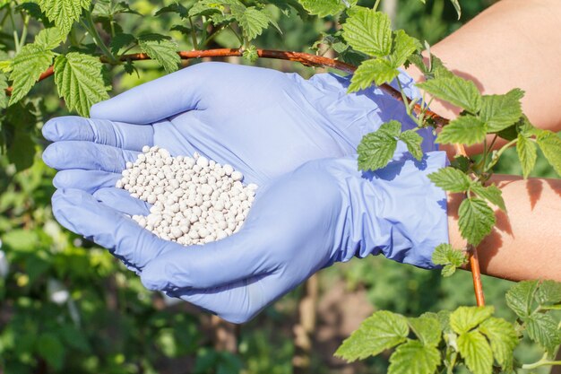 Les mains d'agriculteurs dans des gants en caoutchouc contiennent de l'engrais chimique en forme de cœur pour le donner aux buissons de framboises dans le jardin