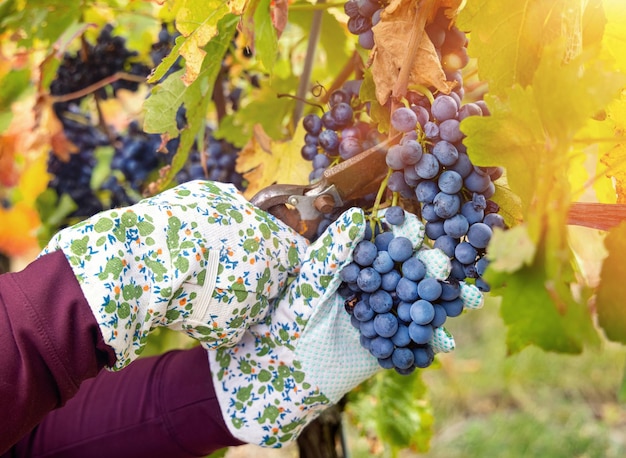 Mains d'agriculteurs dans des gants coupant des raisins rouges avec des sécateurs de vigne pendant la récolte du vin