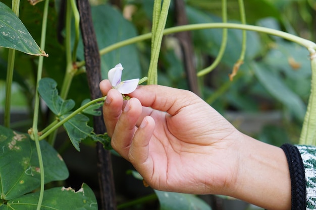 Mains d'agriculteurs examinant les lentilles dans le jardin