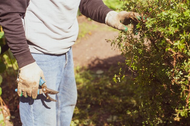 Mains d'agriculteurs qui taillent les buissons avec de grands cisailles de jardin Outils de jardinage