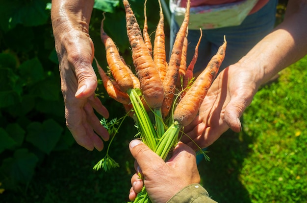 Mains d'agriculteurs avec une récolte de carottes dans le jardin Travail de plantation Récolte d'automne et concept d'aliments biologiques sains en gros plan