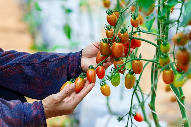 Mains d'agriculteurs tenant des légumes frais