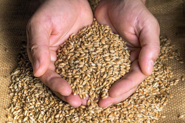 Les mains des agriculteurs tiennent un grain de blé. Sélection des grains avant semis. Récolter une bonne récolte