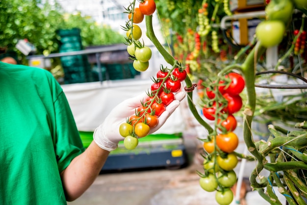 Photo les mains des agriculteurs avec des tomates fraîchement récoltées. mains de femme tenant des tomates. serre.