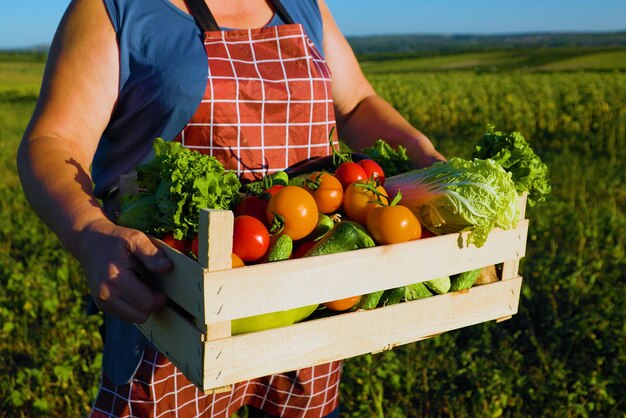 Les mains d'une agricultrice avec une boîte de légumes frais se promènent le long de son champ