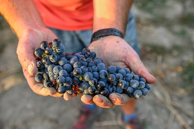 Mains d'une agricultrice cueillant des raisins de cuve pendant la récolte