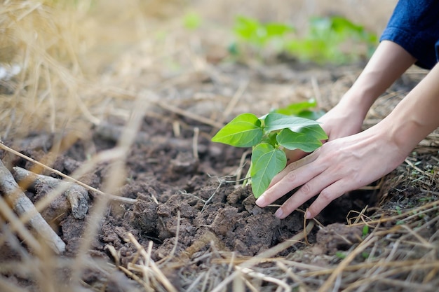 Mains d'agricultrice plantant des haricots verts