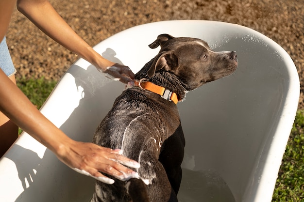 Mains à angle élevé lavant un chien mignon