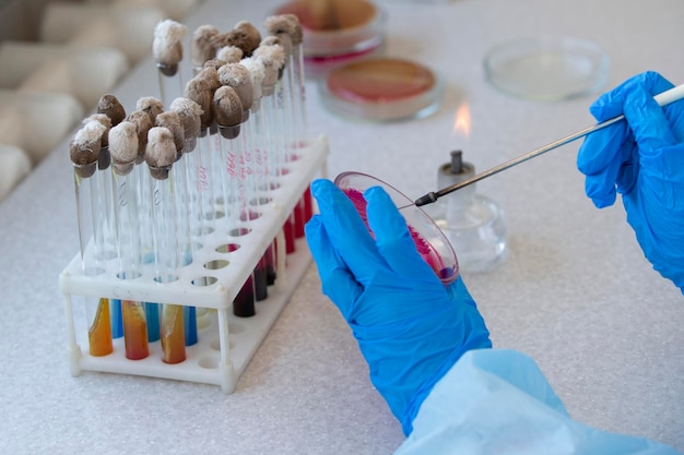 Les mains d'un assistant de laboratoire médical dans un laboratoire de maladies infectieuses