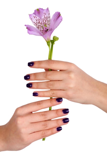 Mains de belle femme avec fleur isolée sur blanc