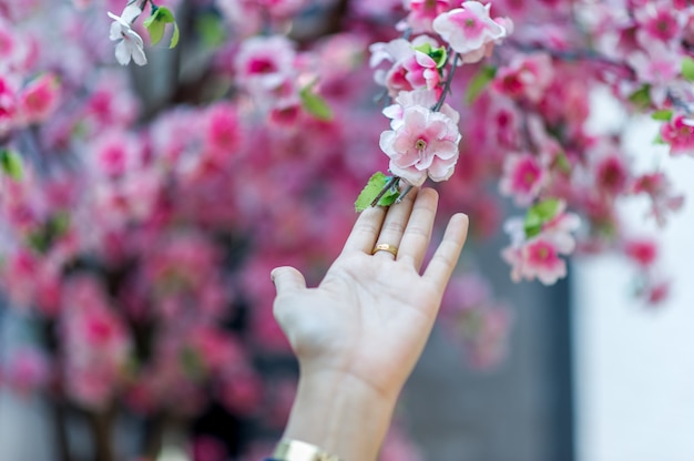 Mains et belles fleurs de cerisier roses Idées de voyage Nature avec fond