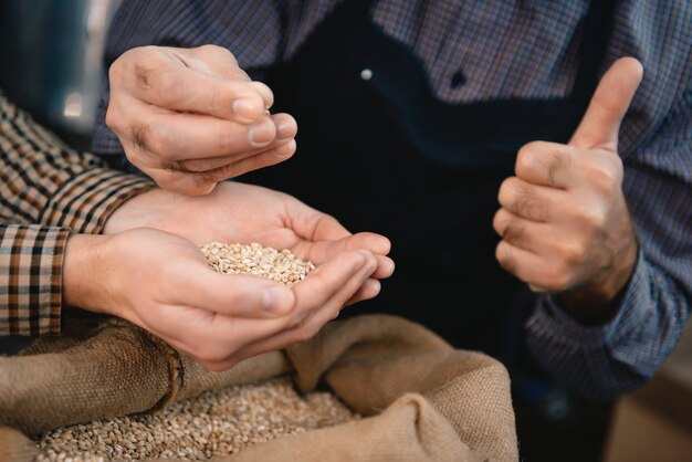 Photo mains de brasseurs examinant des grains d'orge dans un sac.