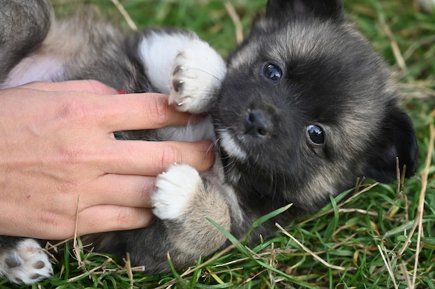 Mains caressant le ventre du chiot.