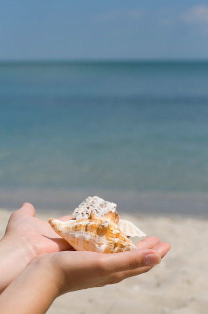 Mains avec des coquilles sur fond de mer