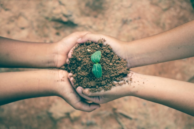 Des mains coupées d'amis tenant un jeune arbre