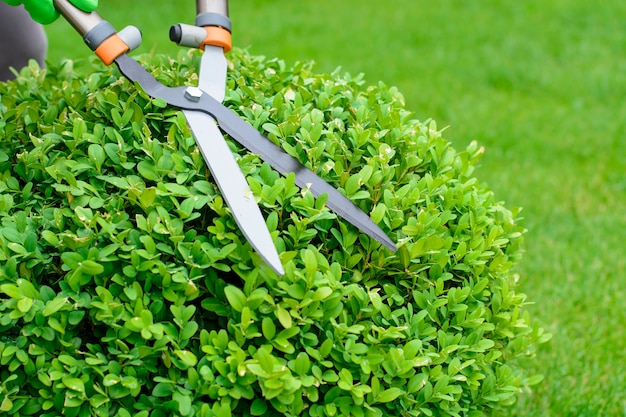 Mains coupées bush avec des tondeuses dans le jardin