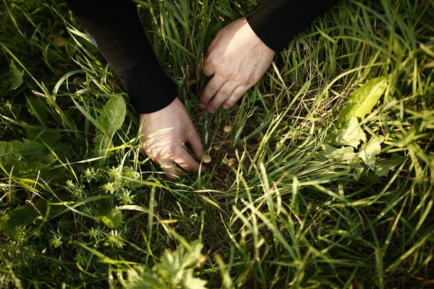 Photo des mains coupées cueillant des champignons sur un champ herbeux.
