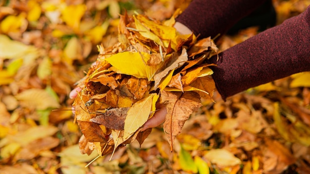 Les mains coupées d'une femme de 30 ans méconnaissable tenant une poignée de trois feuilles d'automne orange