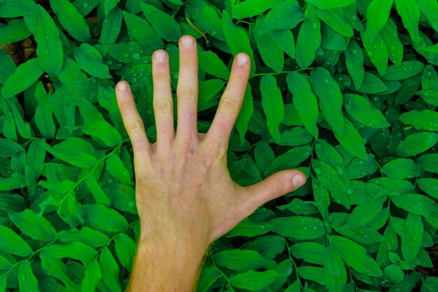 Photo mains coupées sur les feuilles