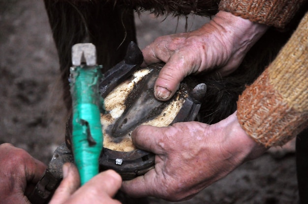 Des mains coupées de gens nettoyant des fer à cheval.
