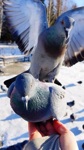 Mains coupées tenant des oiseaux