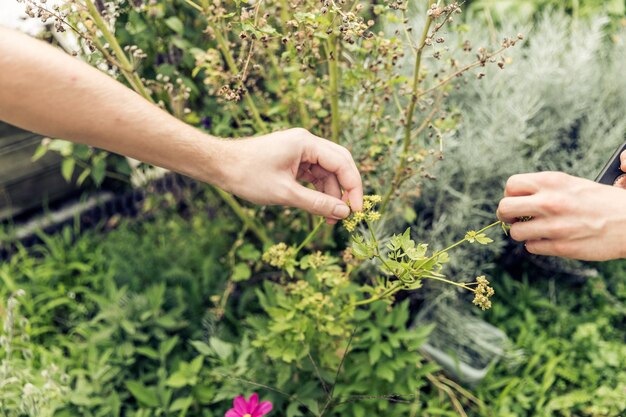 Photo des mains coupées tenant des plantes