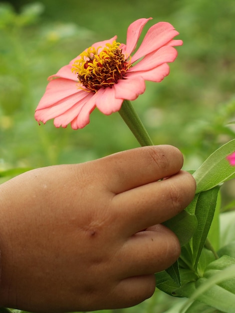 Mains cueillant des fleurs