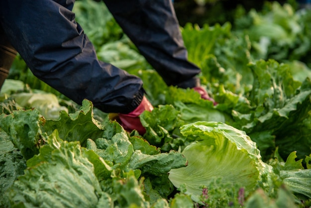 Mains cueillant une laitue de lit de jardin