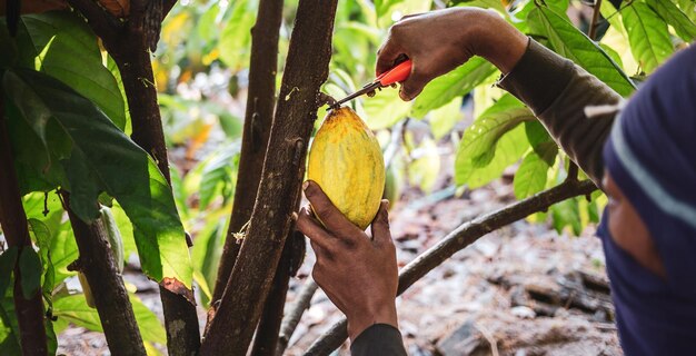 les mains d'un cultivateur de cacao utilisent des cisailles pour couper le cacao jaune mûr de fruits du cacaoyer