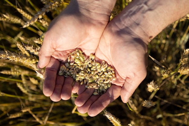 Les mains d39un fermier en gros plan tiennent une poignée de grains de seigle de blé dans un champ de seigle de blé Une main d39homme tient des grains de céréales mûrs sur un arrière-plan flou d39un champ de céréales Vue de dessus Concept de récolte