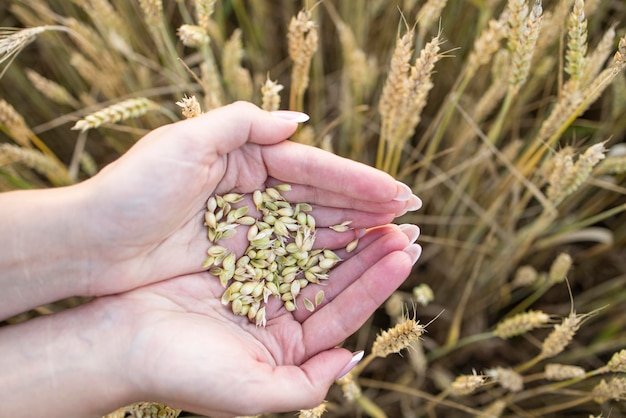 Les mains d39une femme en gros plan tiennent une poignée de grains de seigle de blé dans un champ de seigle de blé Une main de femme tient des grains mûrs de céréales sur un arrière-plan flou de champ de céréales Vue d39en haut Concept de récolte