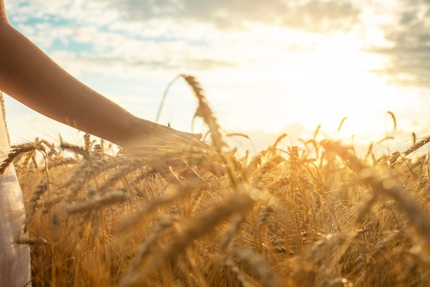 Les mains dans un champ de blé