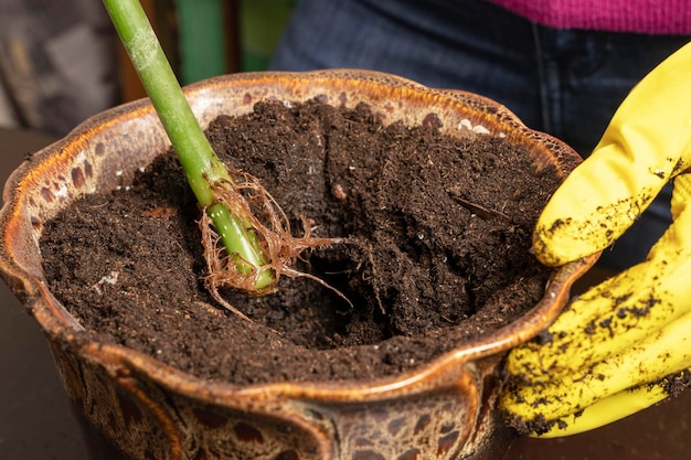 Les mains dans des gants en caoutchouc tiennent une tige de fleur avec un système racinaire germé sur un pot de fleur en céramique