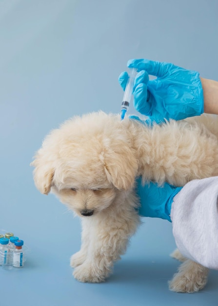 Les mains dans des gants médicaux bleus vaccinent un petit chiot de ce caniche il y a des flacons de vaccin à côté