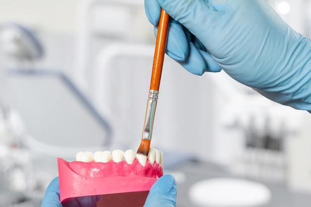 Les mains du dentiste avec la disposition de la mâchoire humaine et de la brosse