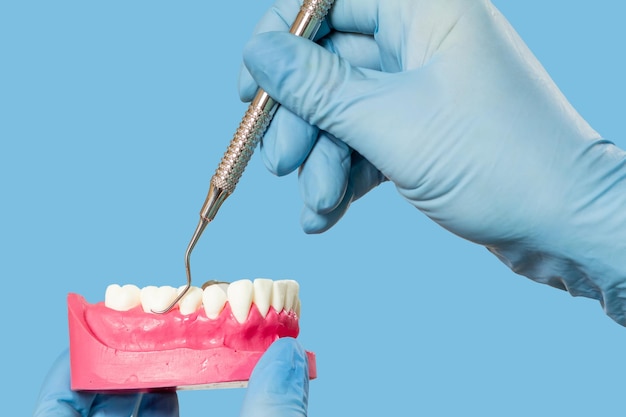 Les mains du dentiste avec disposition de la mâchoire humaine et de la curette