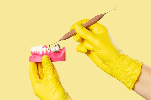 Les mains du dentiste avec disposition de la mâchoire humaine et de l'instrument dentaire