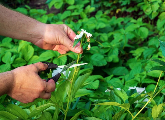 Les mains du jardinier dans des gants bleus ont coupé les boutons de fleurs séchés avec des ciseaux