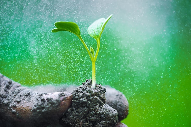 Les mains du jardinier préparent le sol pour les semis dans le sol